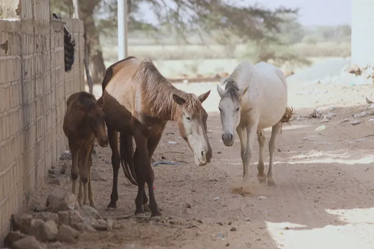 Horses in Senegal