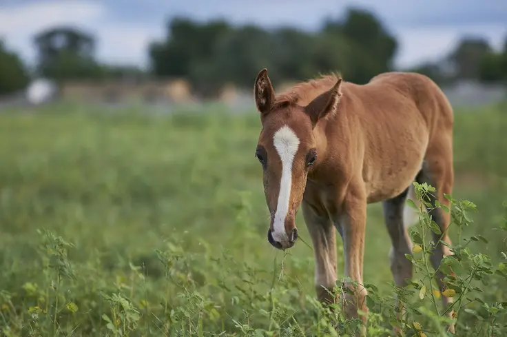 A light chestnut horse foal in a lush green field