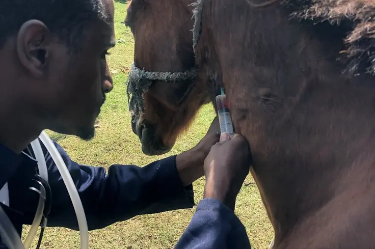 Meloxicam being administered in Brooke Ethiopia