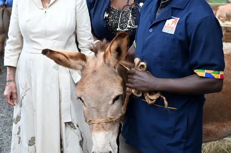 Queen Camilla strokes a donkey. Photo credit: Samir Hussein/WireImage