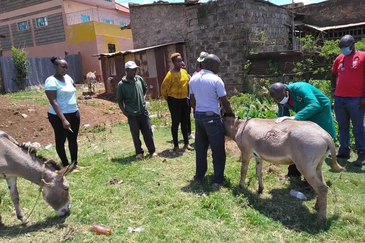 Dr Josphat Matara treats a donkey