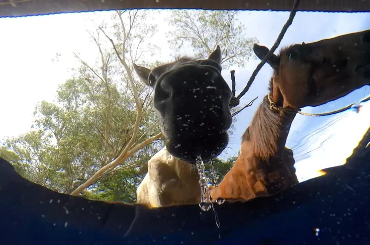 Horses drinking in Nicaragua 