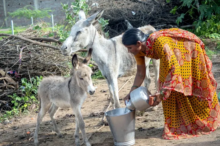 Woman gives foals water in India