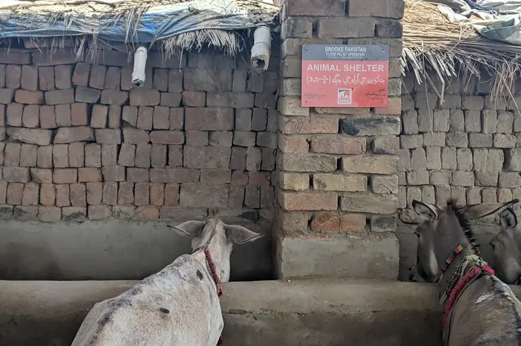 Donkeys drinking water at the newly-constructed animal shelter