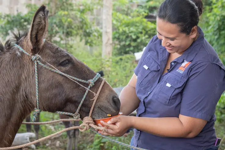 Brooke vet feeds donkey in Nicaragua