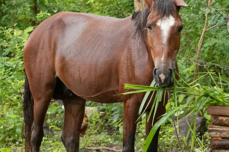 Horse eating leaves in Nicaragua
