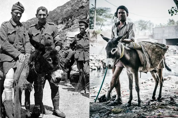 companionship landscape.jpg