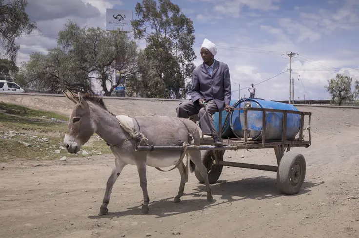 Donkey pulling water cart