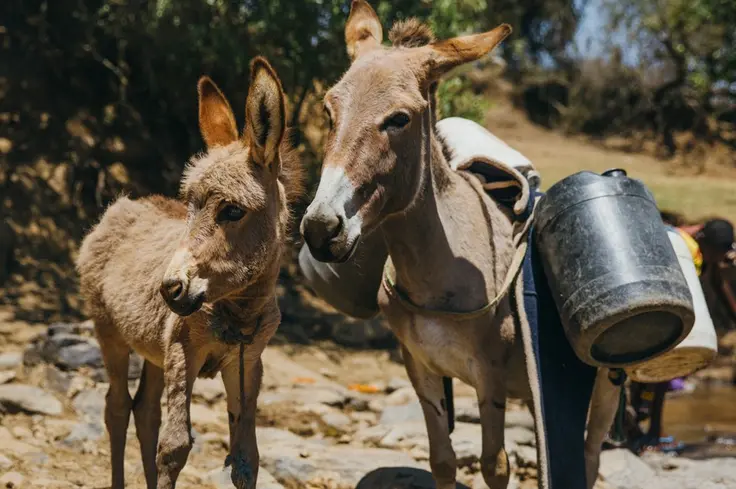 Donkey and foal