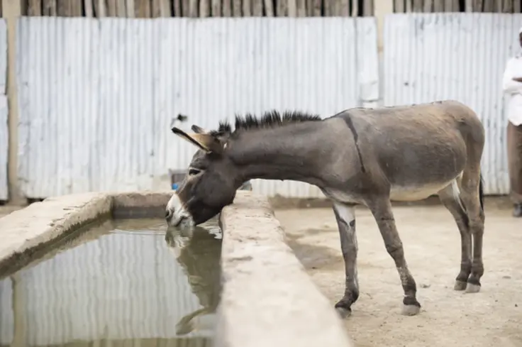Donkey in Ethiopia drinks from trough