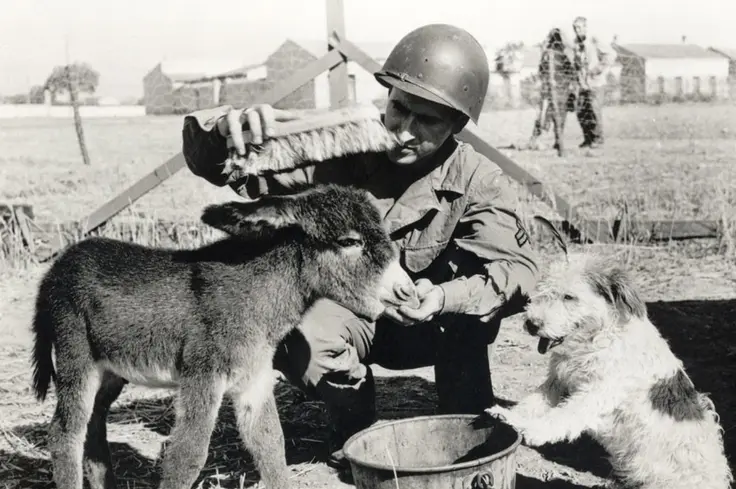 Soldier brushes donkey whilst dog watches in North Africa, 1943.