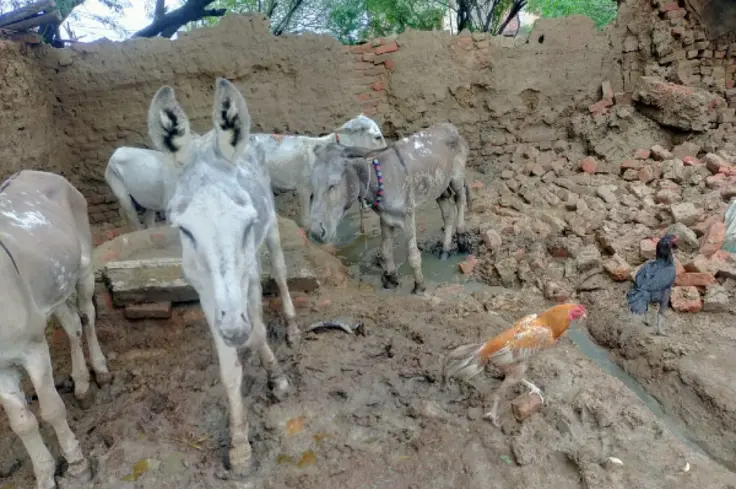 donkeys in flooded area (landscape).png