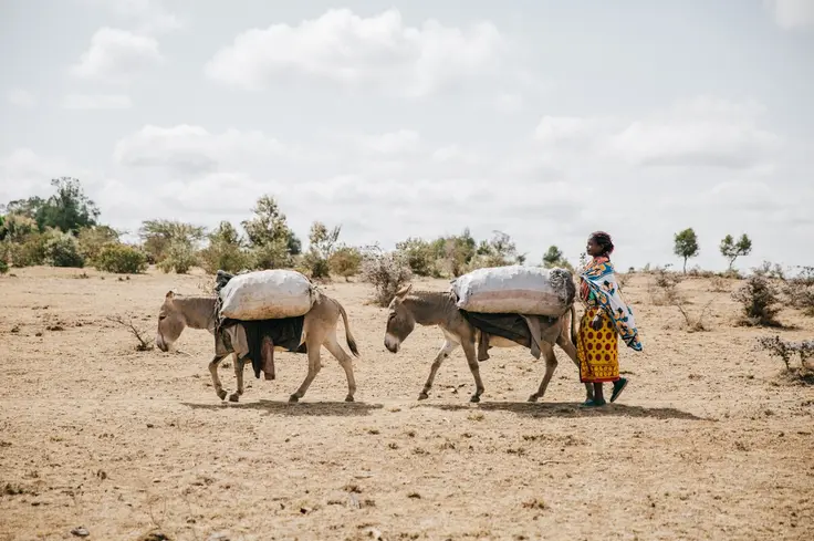 Donkeys carrying charcoal in Kenya