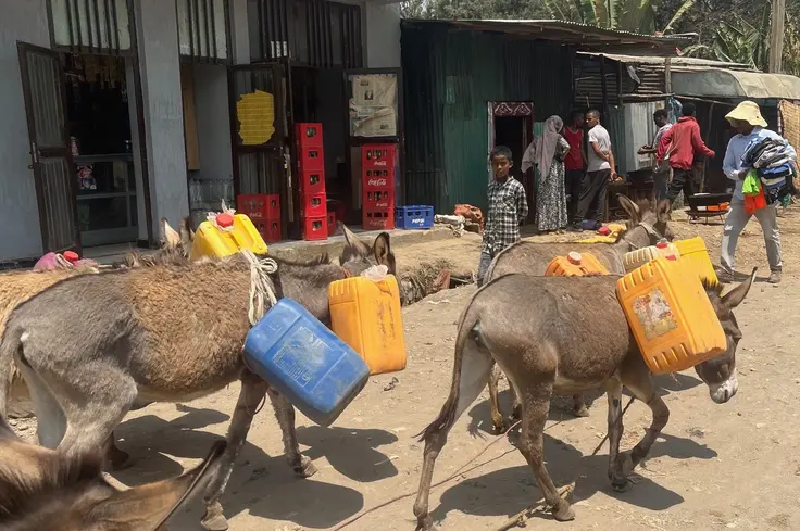 Donkeys carrying jerrycans in Ethiopia