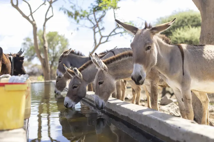 donkeys-drinking-from-water-trough-tanzania.jpg