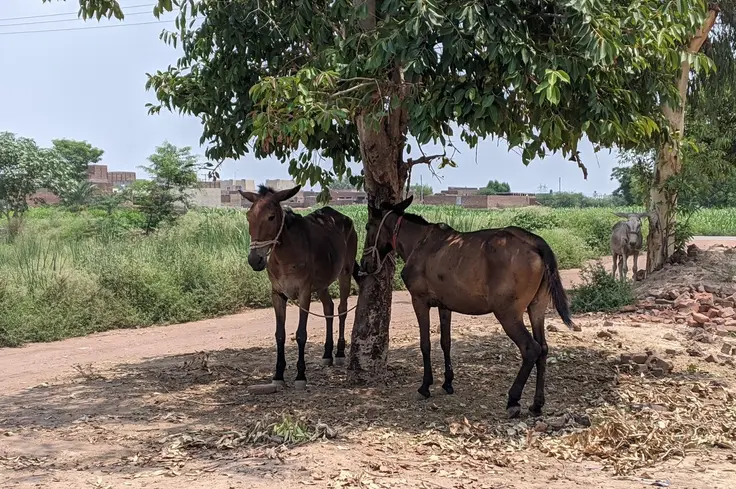 Equids enjoy shade from the sun