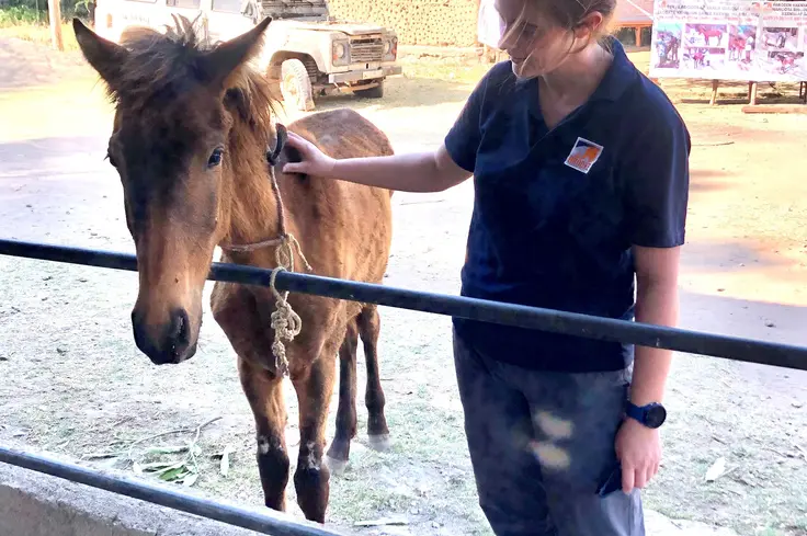 Vet with foal.