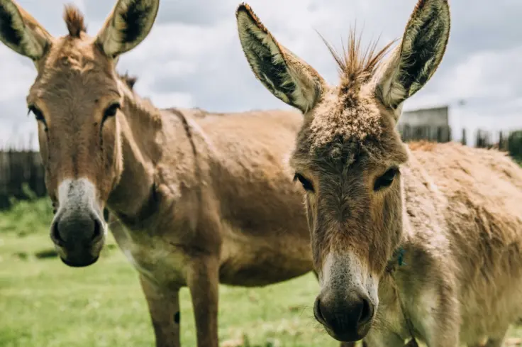 Two east African donkeys