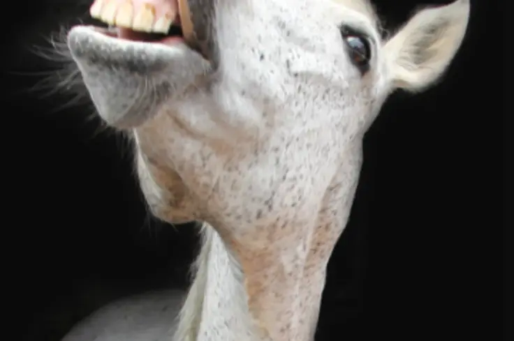 Flehmen response in a horse