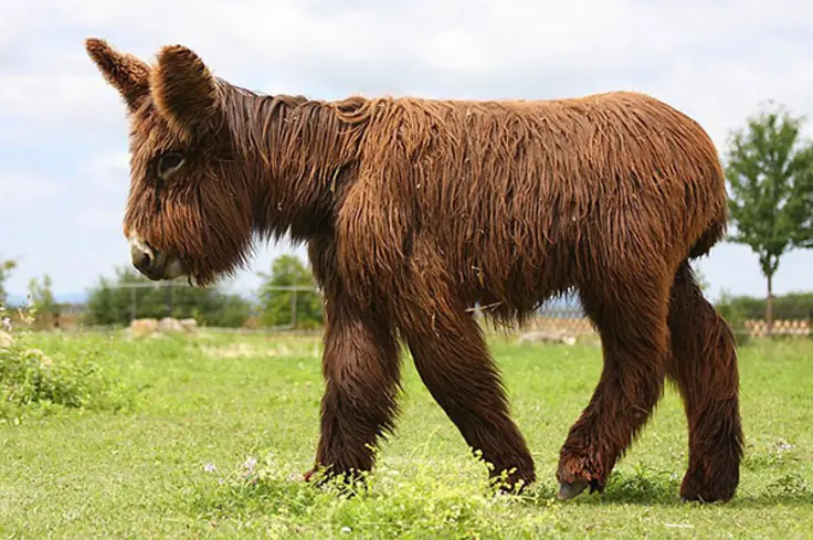 One year old poitou donkey Amelie. Image: Nature Life Ranch in Schwabenheim, Germany.