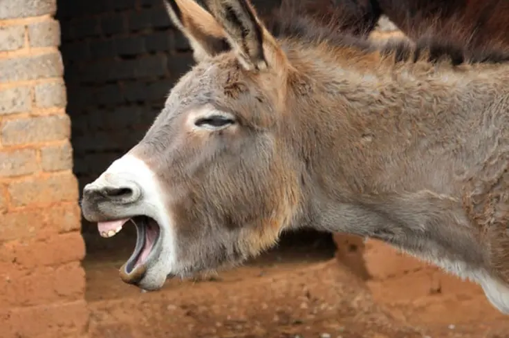 A braying donkey