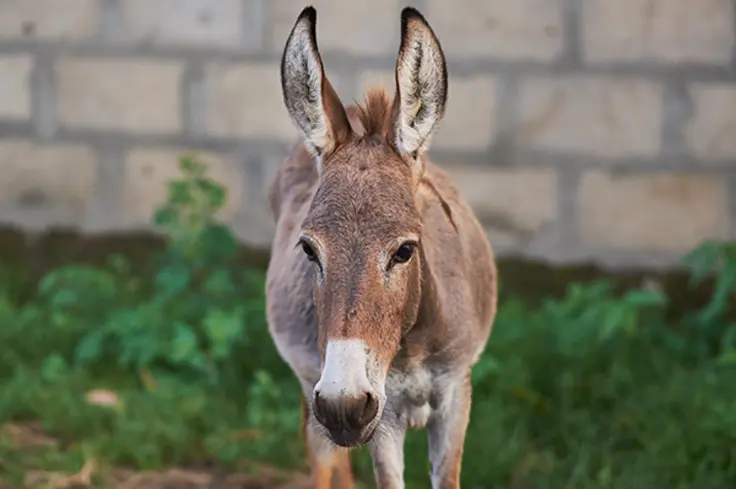 A donkey in Brooke´s charity project in Thies, Senegal