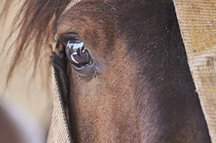 Horse's eye