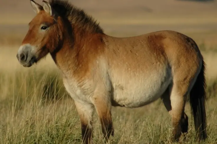 Przewalski’s horse - image by Claudia Feh, CC BY-SA 4.0