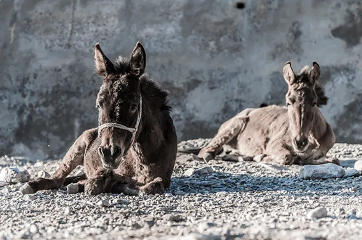 Resting horses