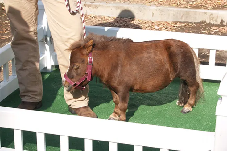 Thumbelina - smallest horse on record 